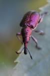 Rhynchites auratus