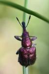 Rhynchites auratus