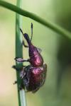 Rhynchites auratus