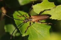 Stenocorus meridianus