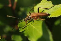 Stenocorus meridianus