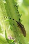 Agapanthia dahli