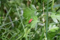 Pyrochroa coccinea