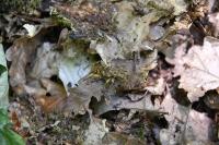 Rhagium sycophanta