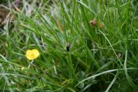 Cantharis fusca