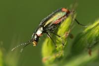 Malachius bipustulatus