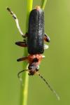 Cantharis rustica