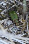 Cicindela campestris