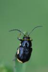 Cryptocephalus moraei