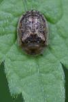 Hypocassida subferruginea