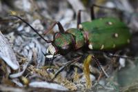 Cicindela campestris