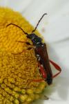 Stenopterus rufus