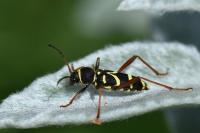 Clytus arietis