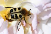 Trichius gallicus