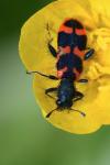 Trichodes alvearius
