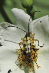 Rutpela maculata