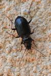 Nebria salina