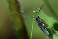 Phytoecia cylindrica
