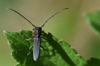 Phytoecia cylindrica