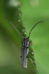 Phytoecia cylindrica