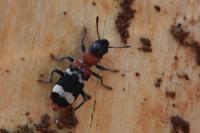 Thanasimus formicarius