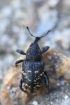 Hylobius abietis