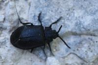 Galeruca tanaceti