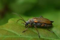 Cortodera humeralis