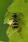 Clytus arietis