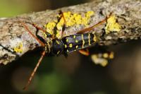 Plagionotus arcuatus