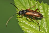 Alosterna tabacicolor