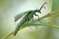 Lytta vesicatoria