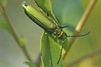 Lytta vesicatoria