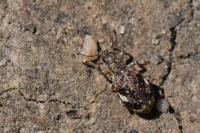 Polydrusus sparsus