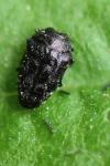 Trachys minutus