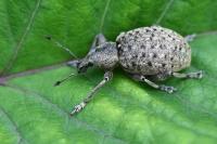 Liophloeus tessulatus