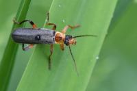 Cantharis nigricans