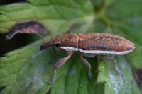 Lixus ochraceus