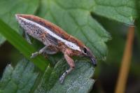 Lixus ochraceus