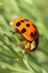 Harmonia axyridis