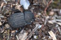 Asida sabulosa