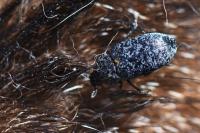 Dermestes murinus