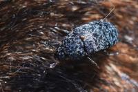 Dermestes murinus