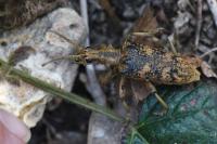 Rhagium sycophanta