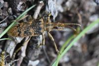 Rhagium sycophanta