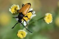 Stictoleptura fulva