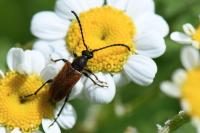 Pseudovadonia livida