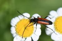 Stenurella melanura