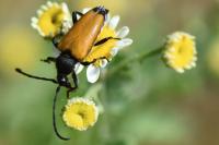 Stictoleptura fulva