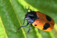 Clytra laeviuscula